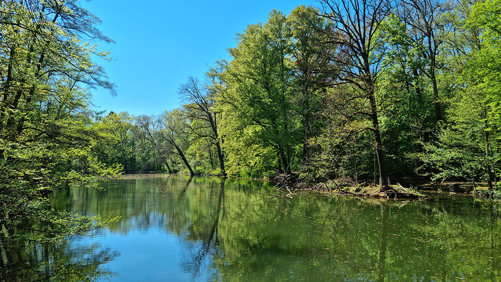 Bild Neubau Eigentumswohnungen Petersauracher Straße Nürnberg: Bild eines Waldsees