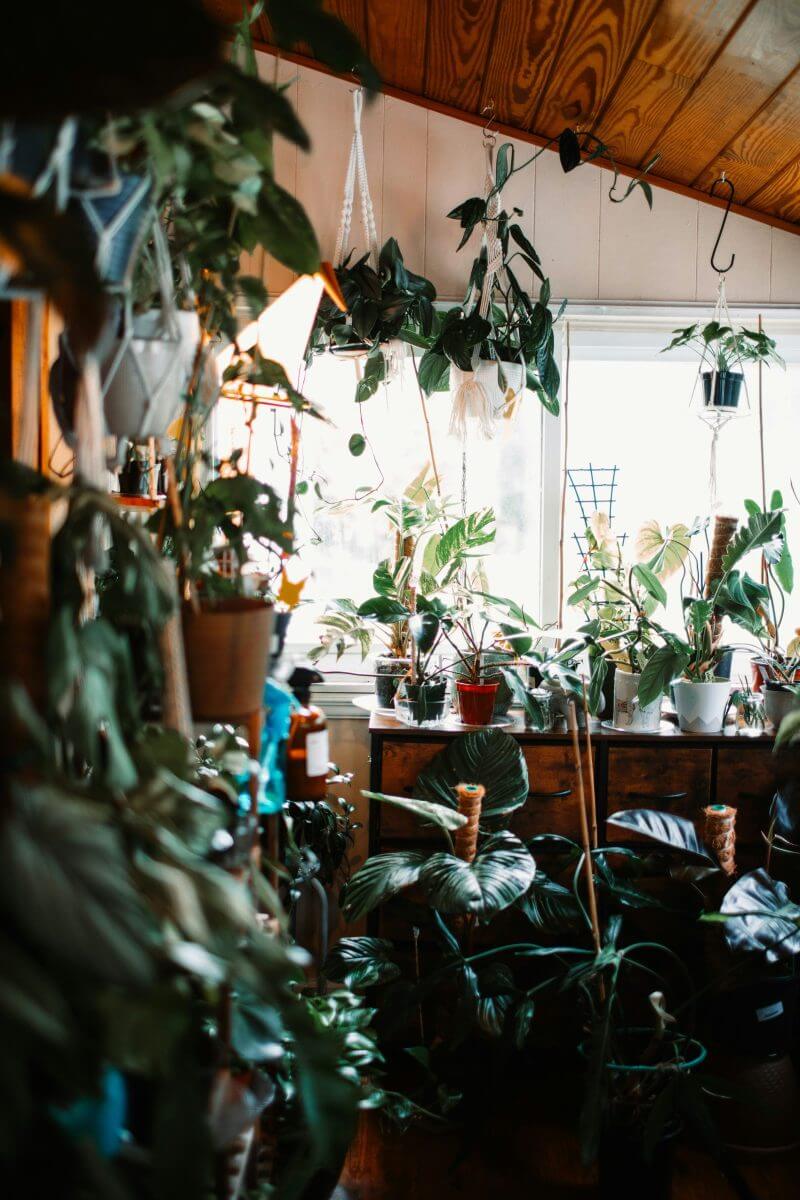 Pflanzentöpfe hängen von der Decke, auf dem Tisch jede Menge Blumentöpfe: In dieser DG-Wohnung kommt Indoor Gardening zum Einsatz.