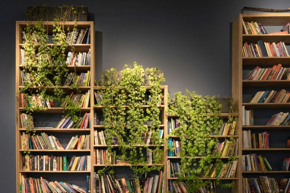 Auf Bücherregalen unterschiedlicher Größe sind Töpfe mit Efeus drapiert.