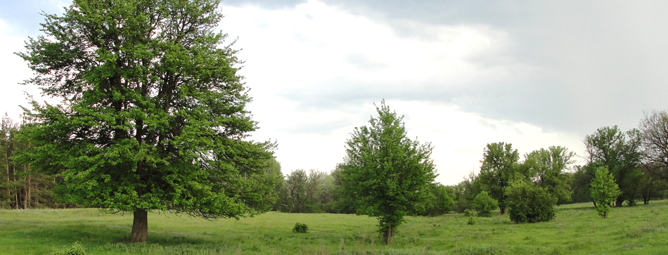 Neubauten in Frechen-Habbelrath