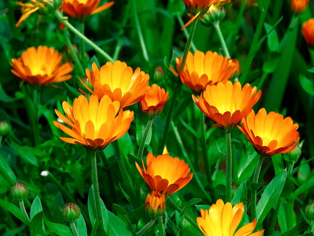 Die Volksmedizin kennt Calendula (Bild links) als Heilpflanze, die hilft, Verletzungen an der Haut zu behandeln. Bild von Сергей Шабанов auf Pixabay 