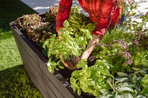 Hochbeet mit Pflücksalat und verschiedenen Kräutern. Eine Frau im roten Hemd setzt gerade Basilikum dazu.