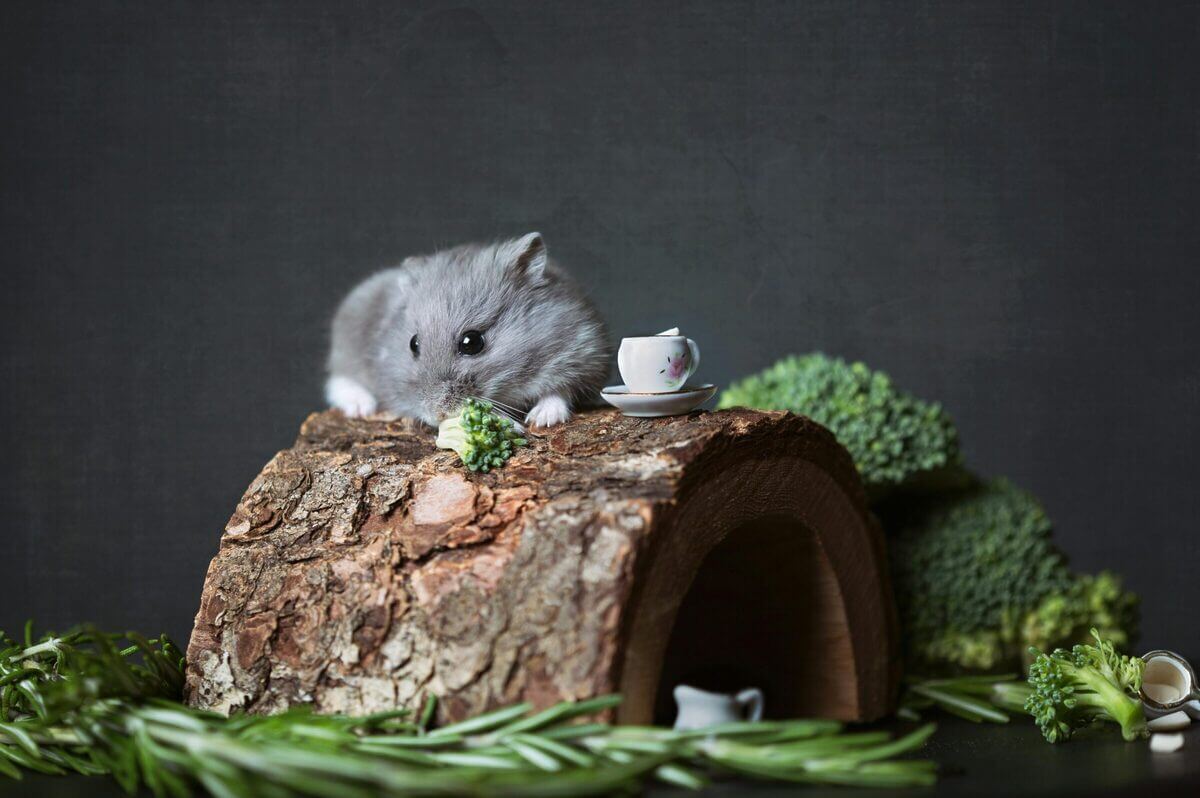 Hamster auf einer Baumrinde in der Eigentumswohnung