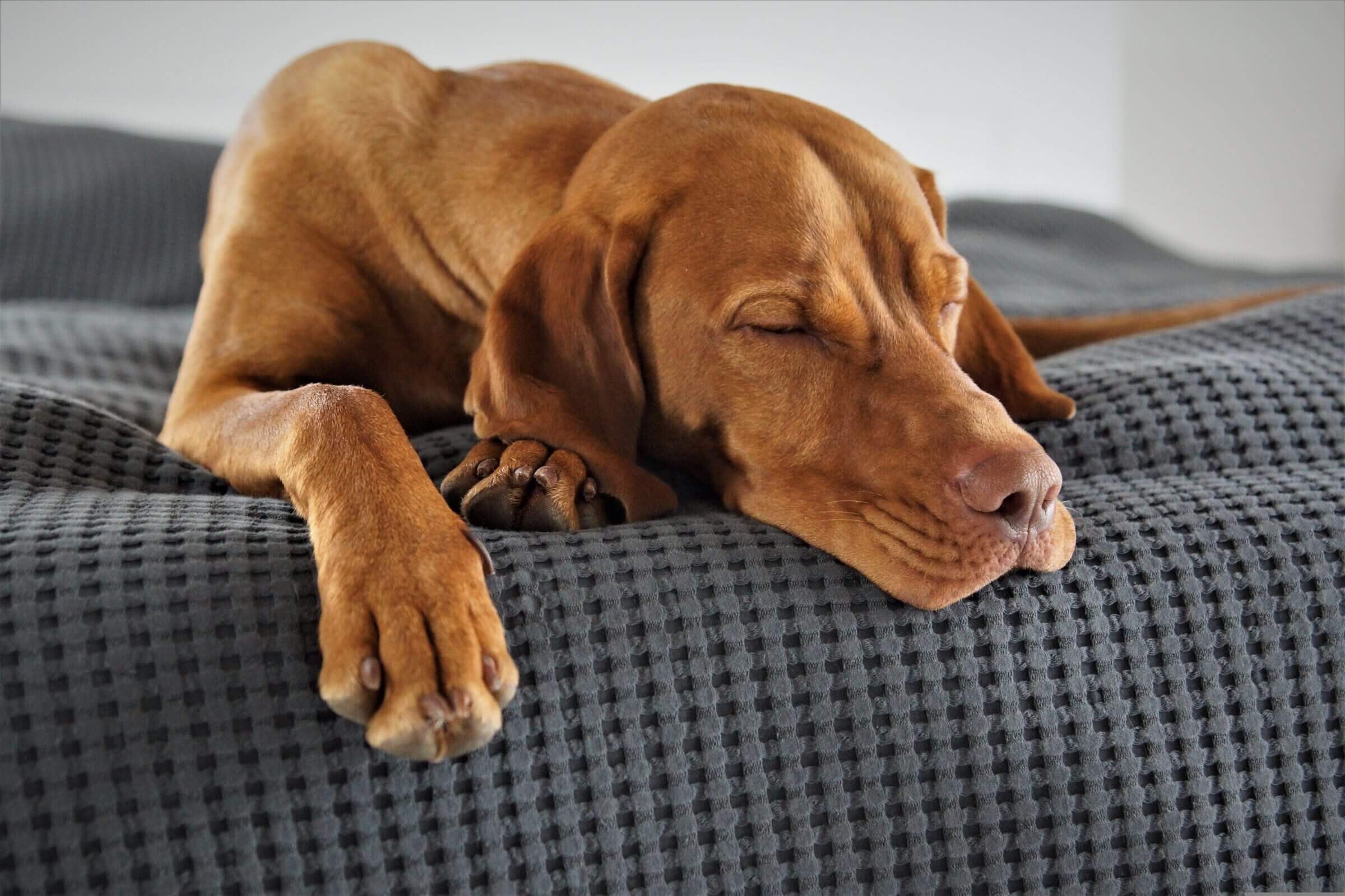 Tiere in der Eigentumswohnung – Was ist erlaubt und was nicht? 