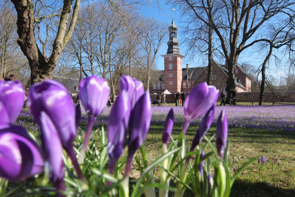 Husumer Krokusblüte